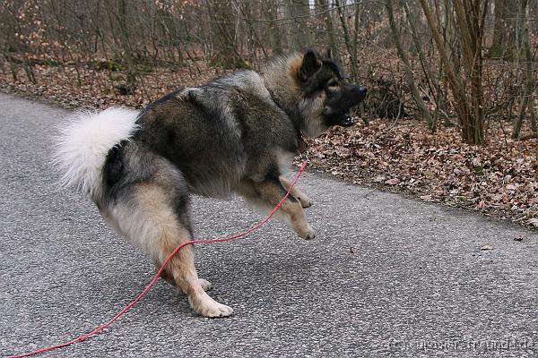 (Foto Goslar) Koerung Benno_14.03.2015_IMG_6846.png